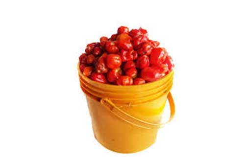 Pepper - Rodo 4l (1paint)