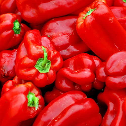 Pepper - Tatase 1paint