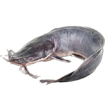 FRESH CATFISH MEDIUM